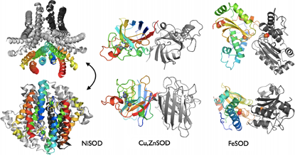 三種不同種類的SOD蛋白質結構