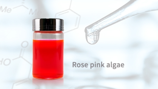 【RIA-556】Rose pink algae(圖)