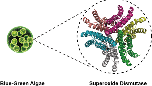 The driving force of evolution – Superoxide Dismutase(圖)